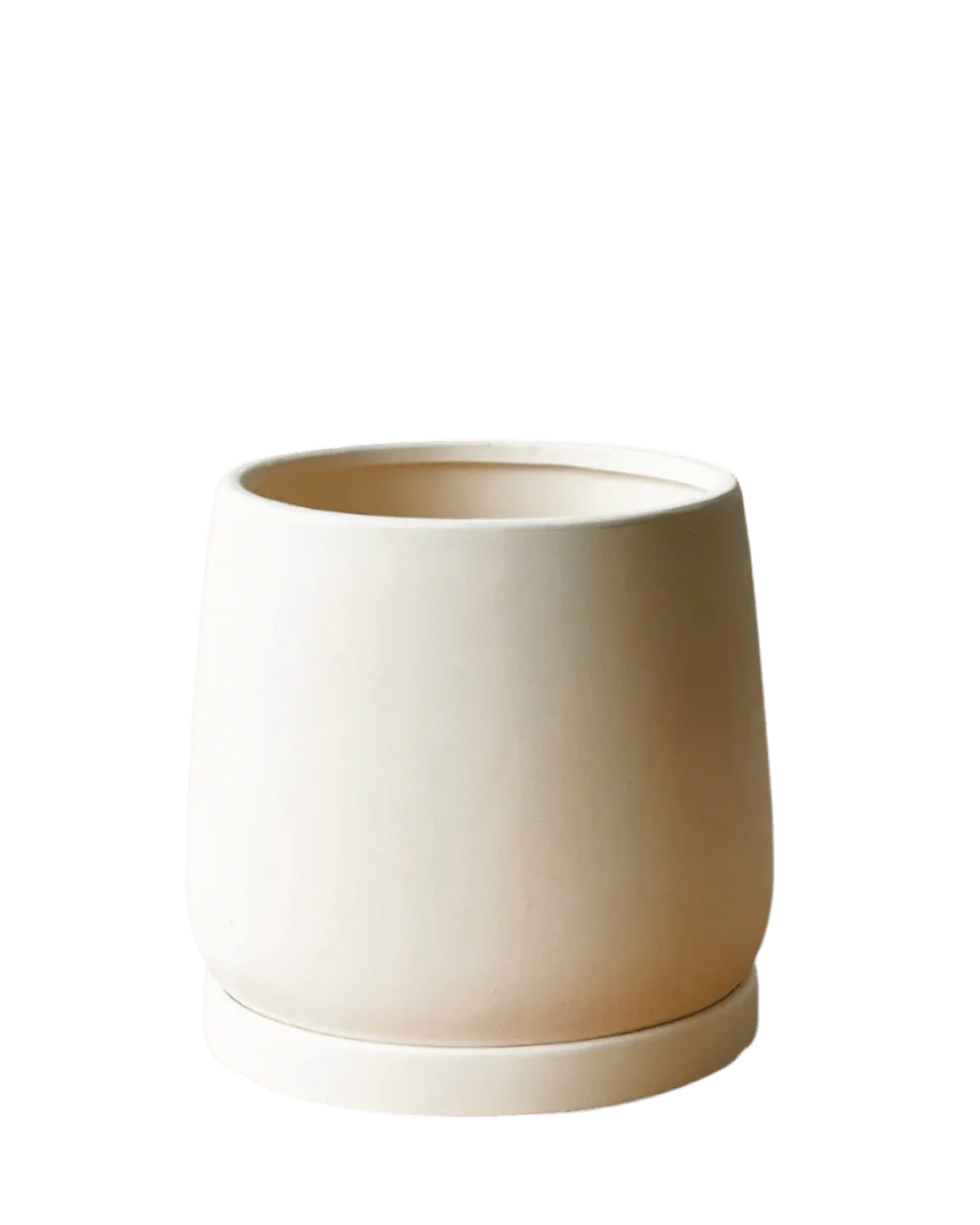 Tulip Terracotta - Medium - Image 20