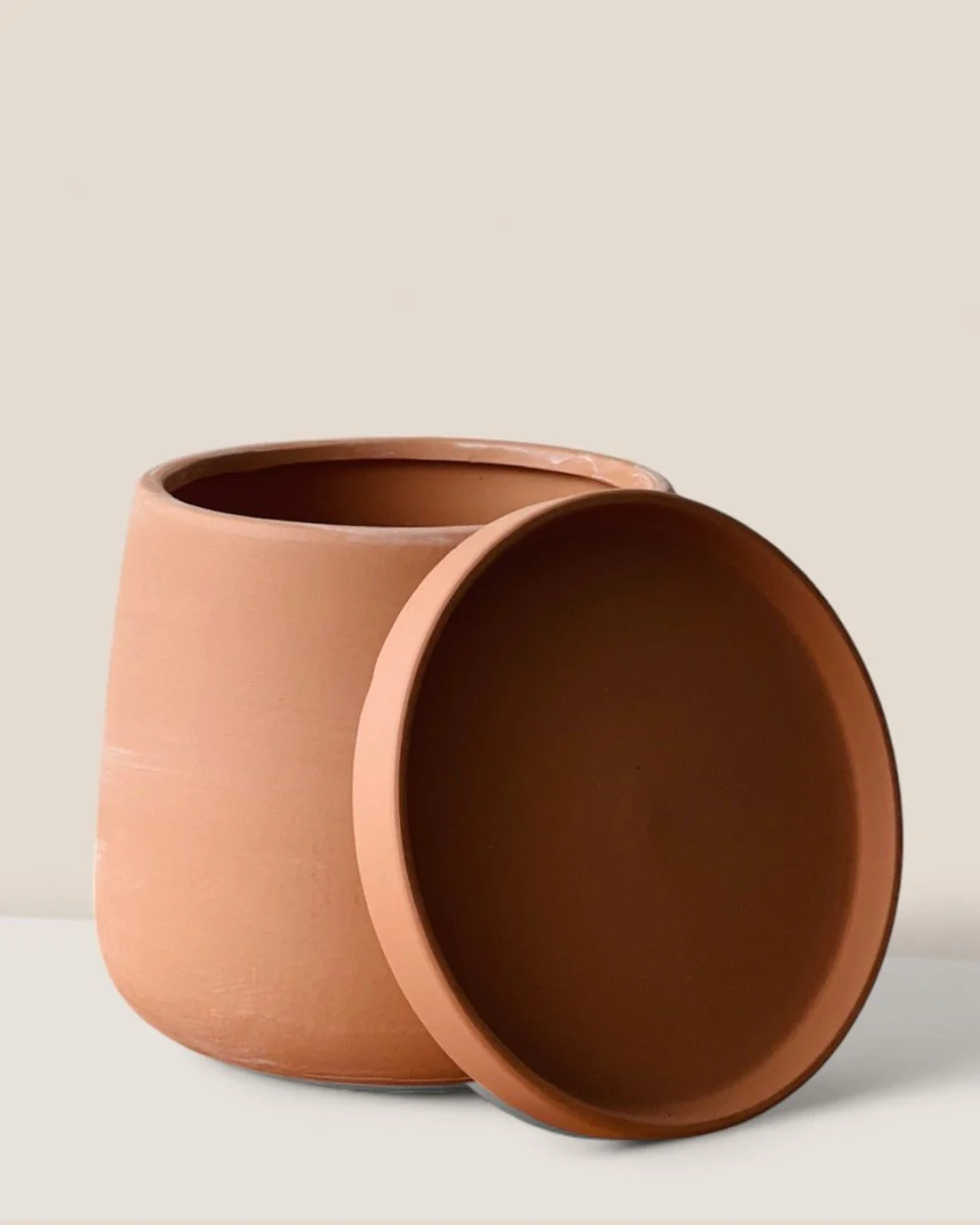 Tulip Terracotta - Medium - Image 3