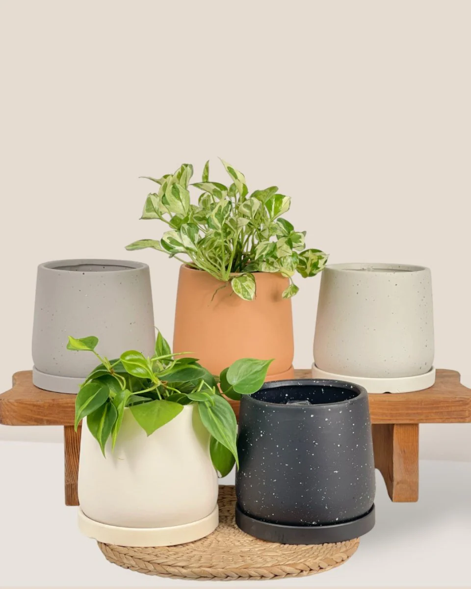 Tulip Terracotta - Small