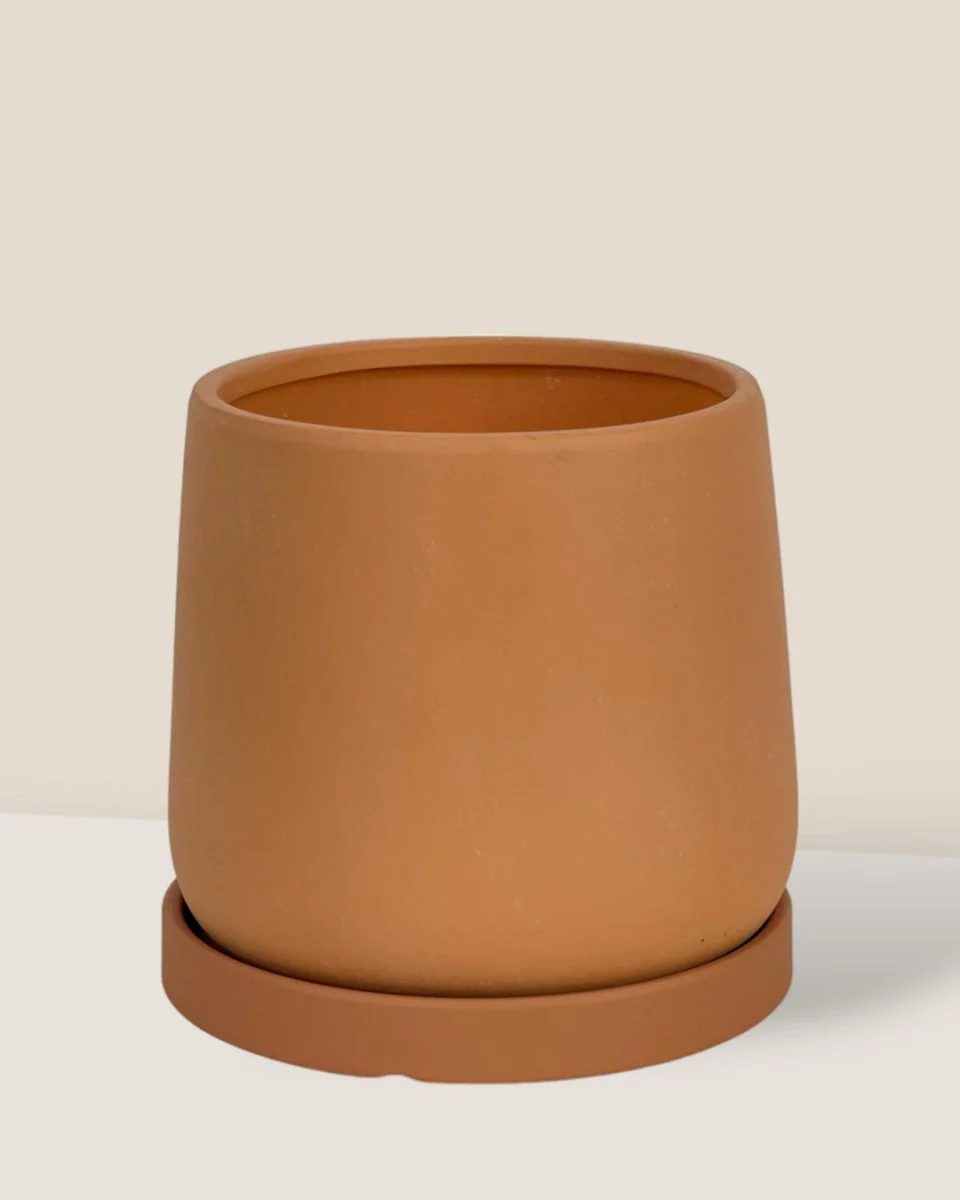 Tulip Terracotta - Small - Image 13