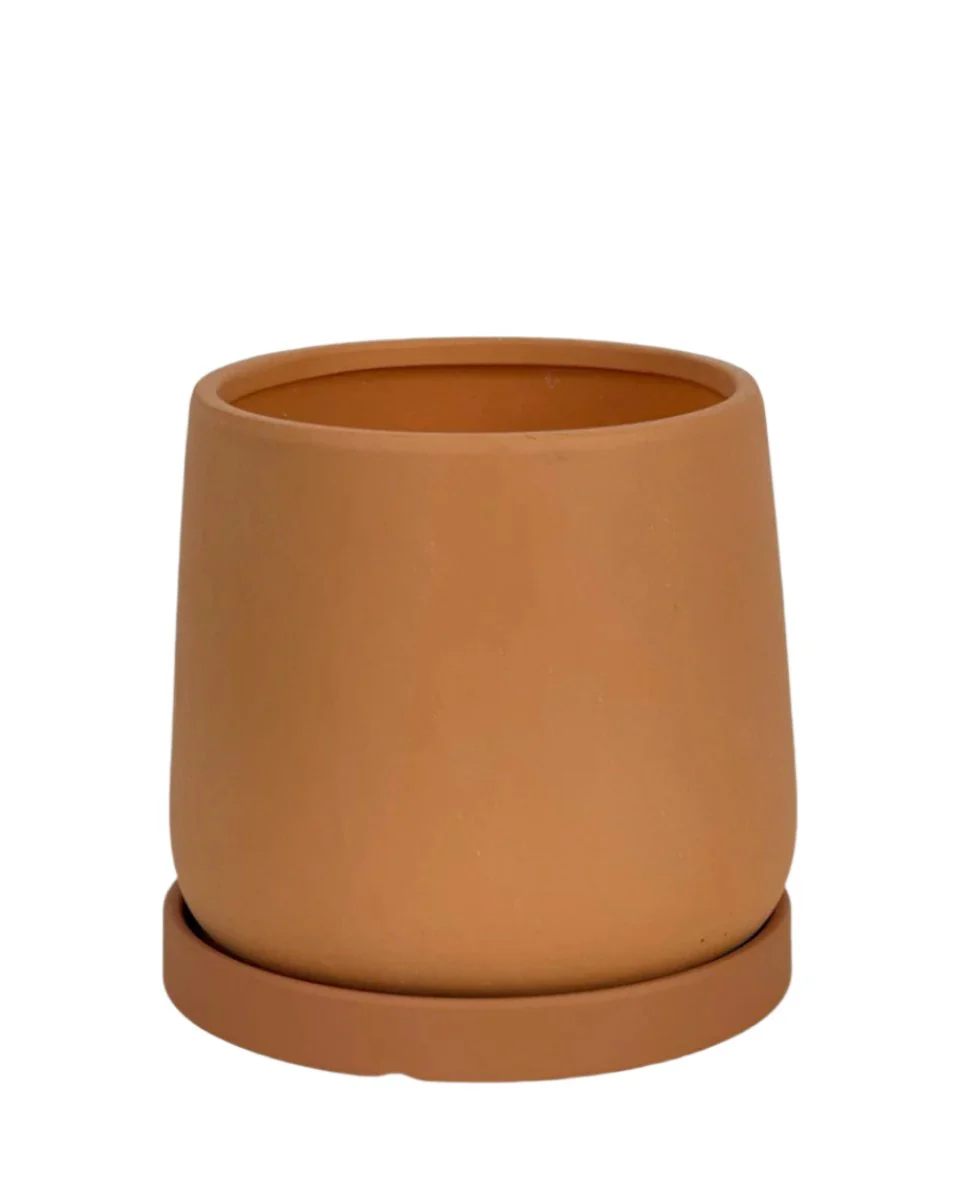 Tulip Terracotta - Small - Image 21
