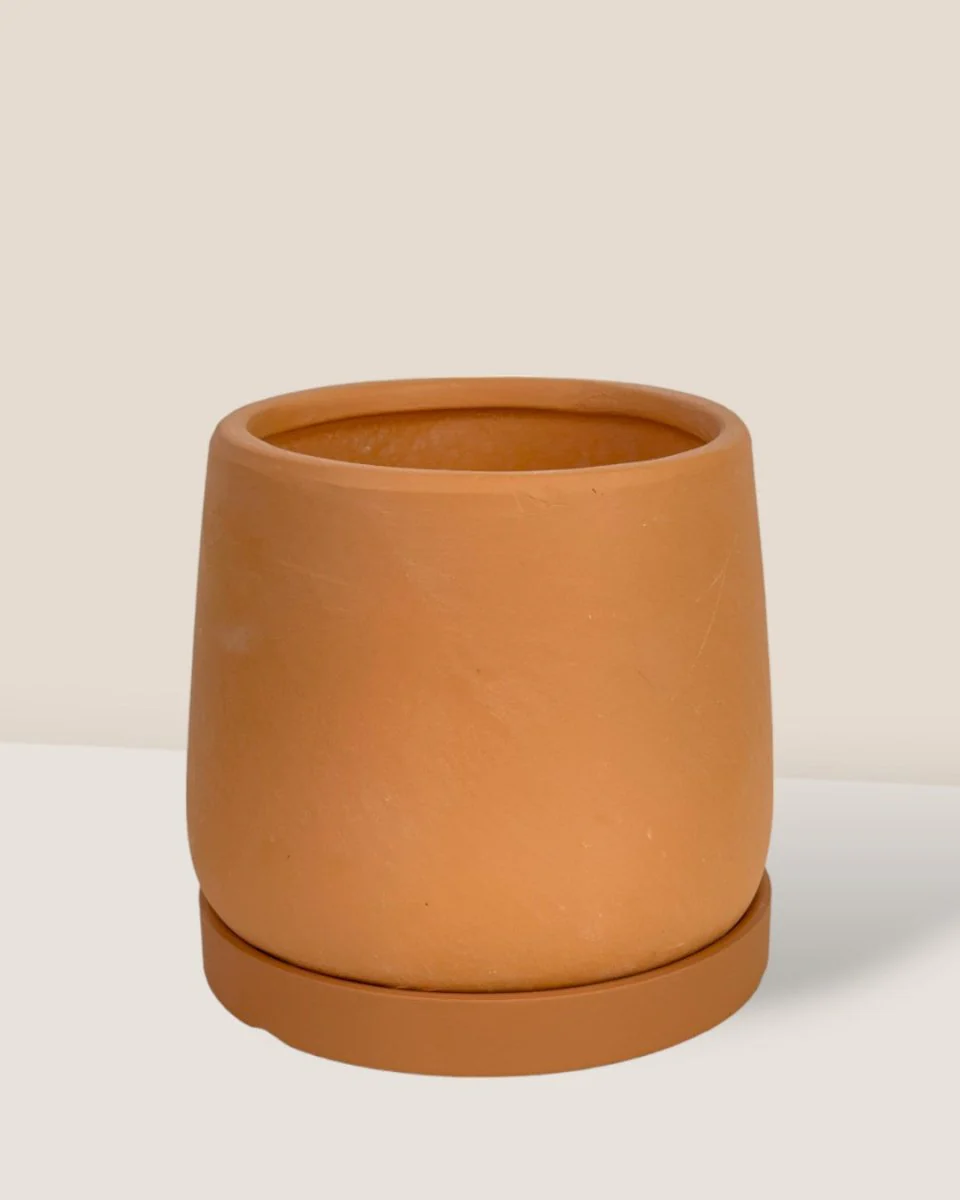 Tulip Terracotta - XS - Image 5