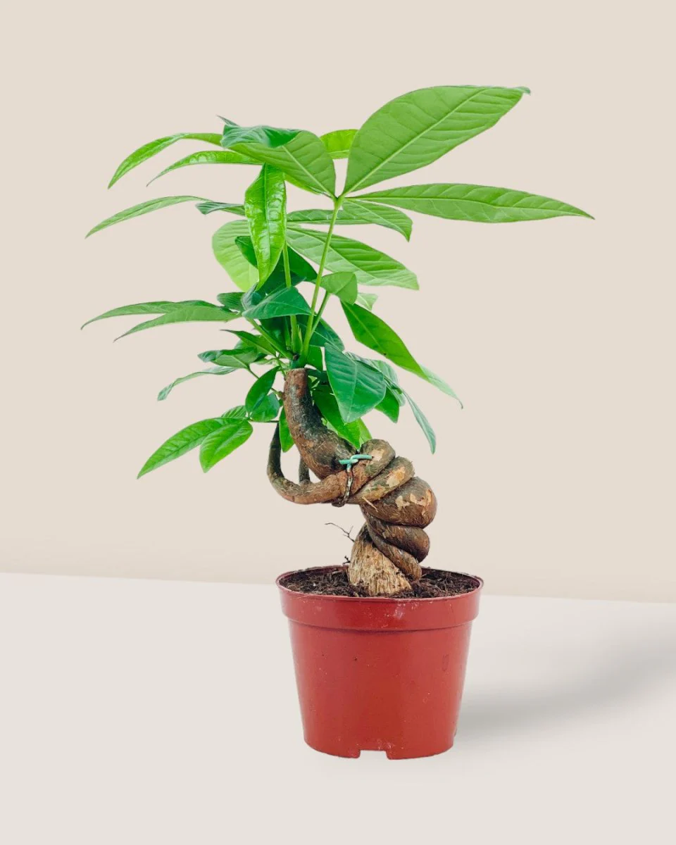 Twisty Curly Money Tree - Image 2