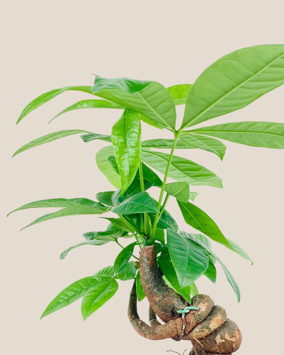 Twisty Curly Money Tree - Image 3