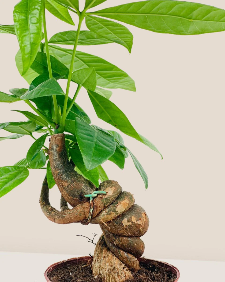 Twisty Curly Money Tree - Image 4