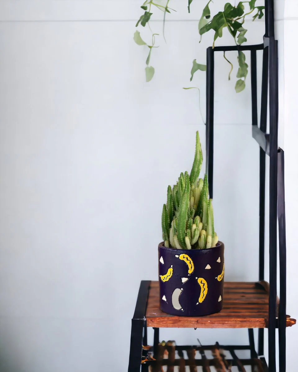 Variegated Fairy Castle Cactus - Image 2