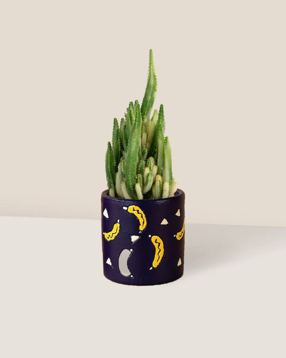 Variegated Fairy Castle Cactus - Image 3