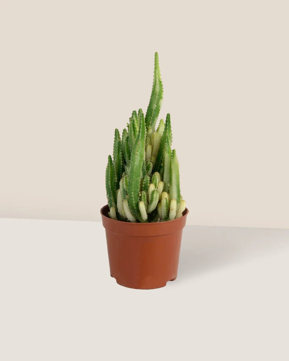 Variegated Fairy Castle Cactus - Image 4