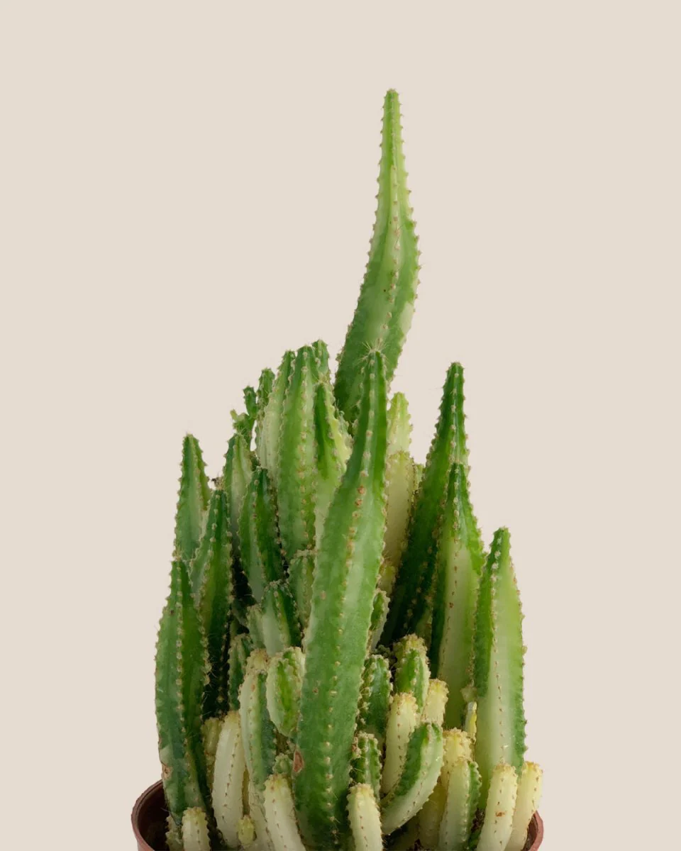 Variegated Fairy Castle Cactus - Image 5