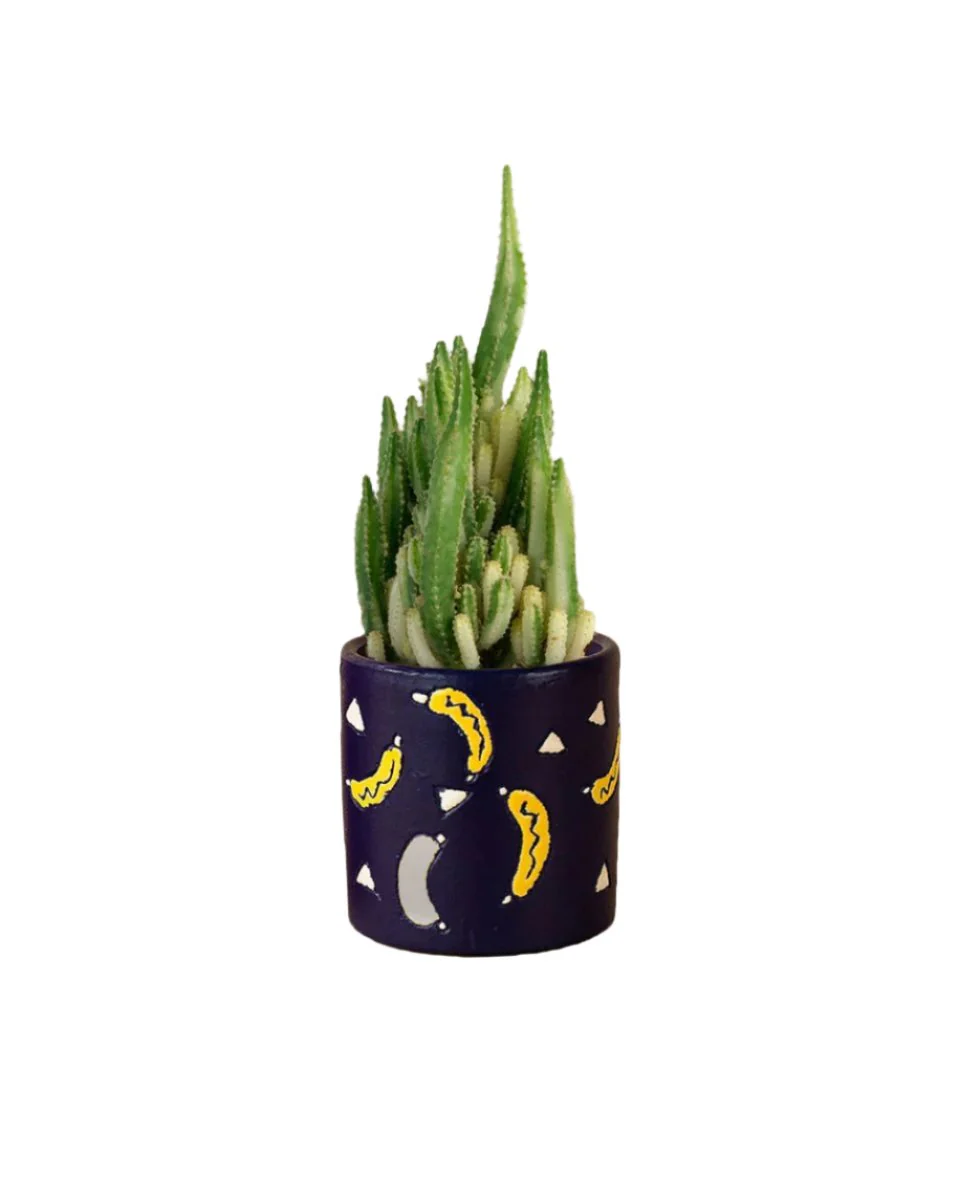 Variegated Fairy Castle Cactus - Image 6