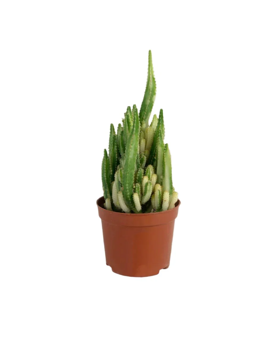 Variegated Fairy Castle Cactus - Image 7