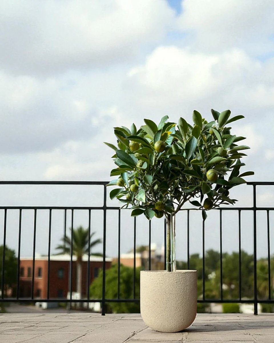 Variegated Lime Tree - Image 5