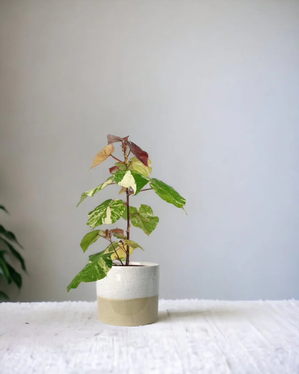 Variegated Sea Hibiscus - Image 2