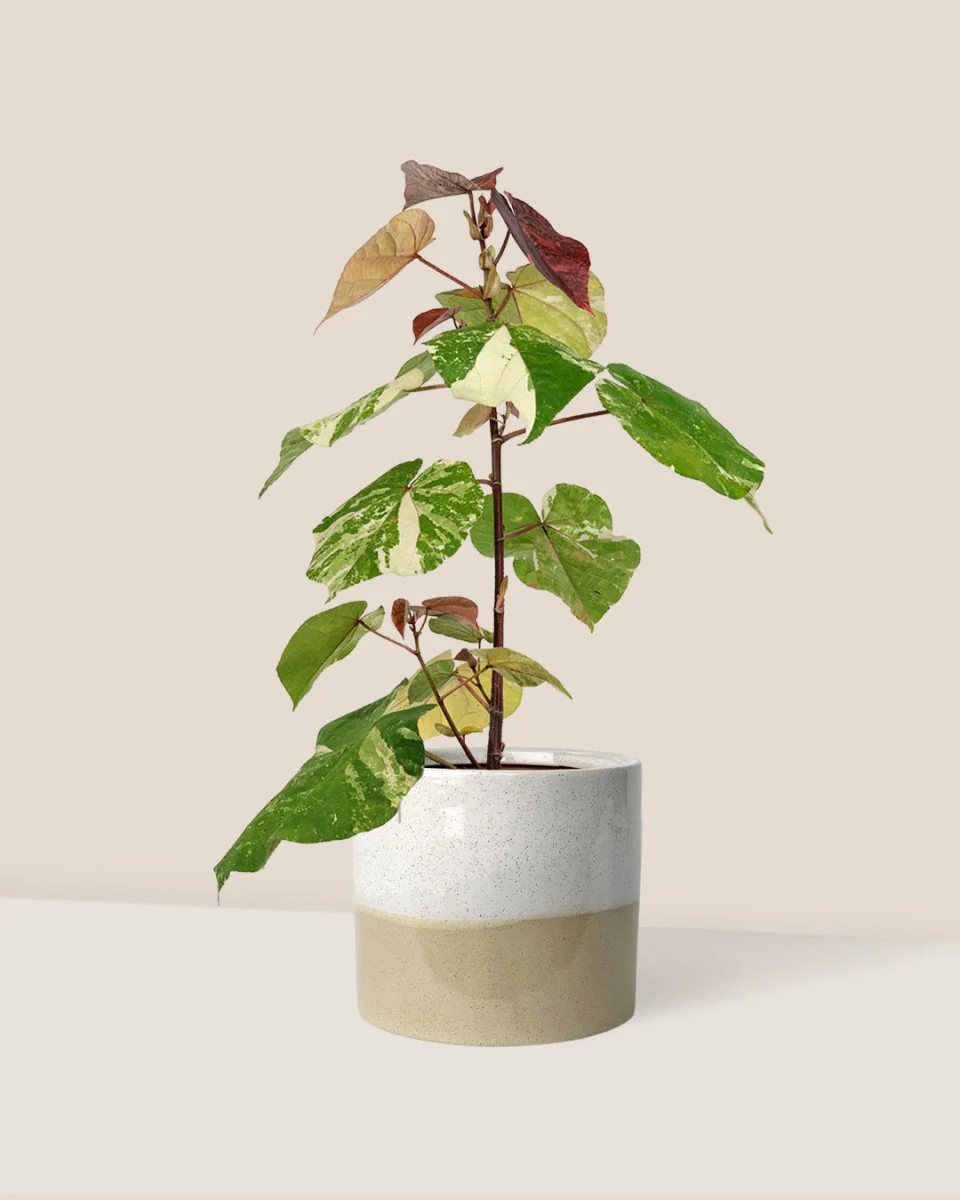 Variegated Sea Hibiscus - Image 3