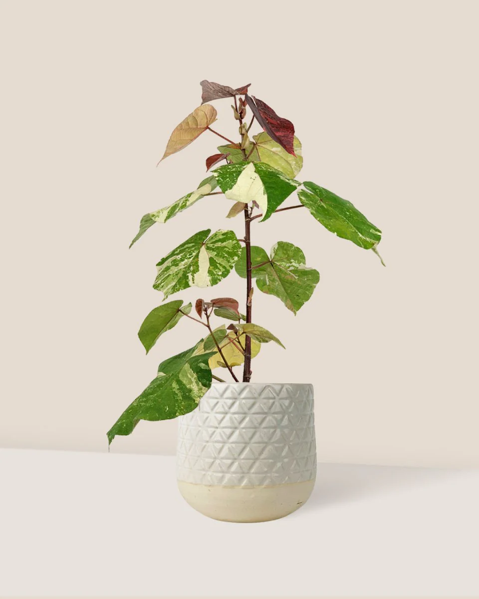 Variegated Sea Hibiscus - Image 4
