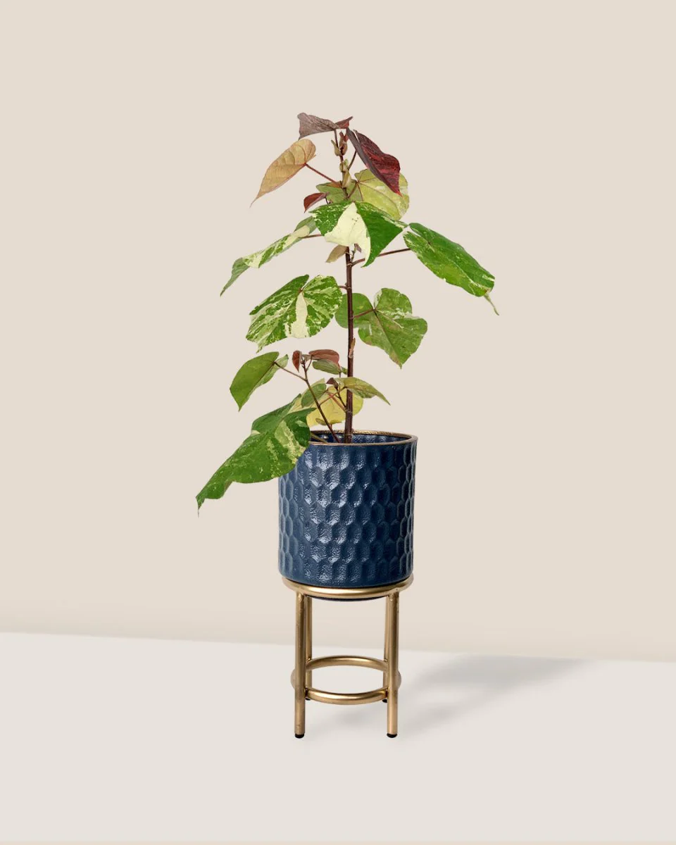 Variegated Sea Hibiscus - Image 5