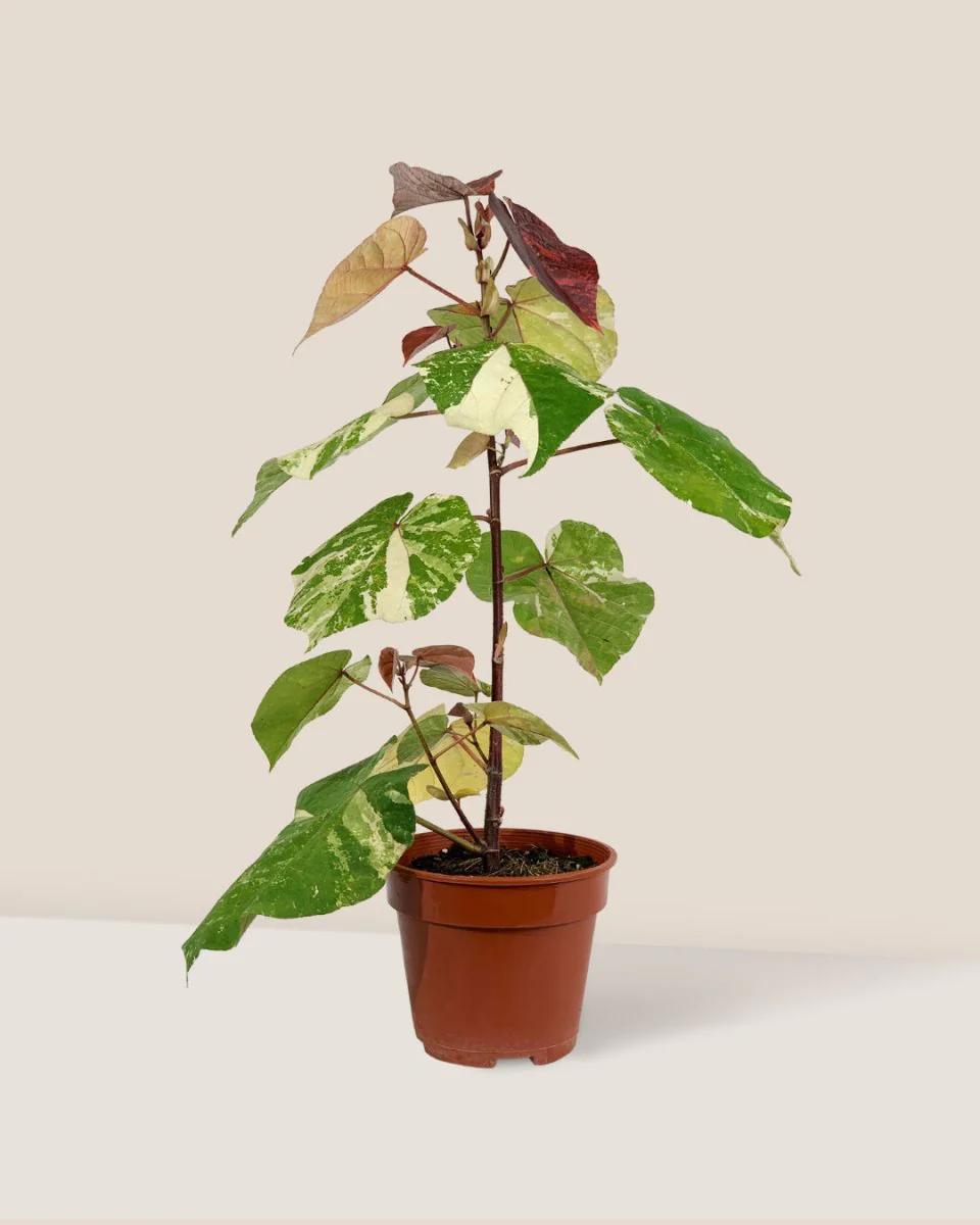 Variegated Sea Hibiscus - Image 6
