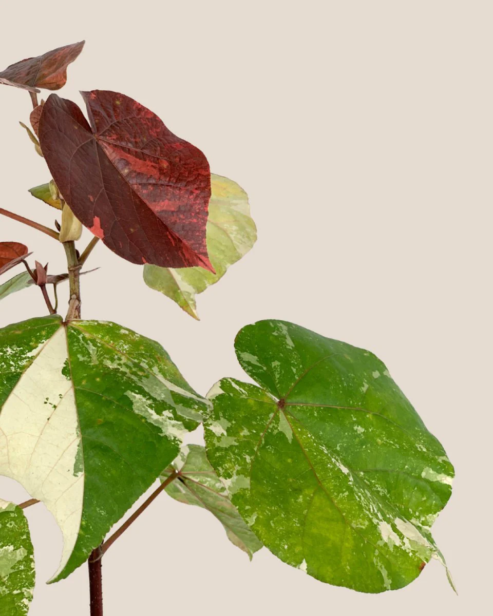 Variegated Sea Hibiscus - Image 7