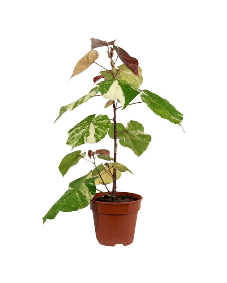 Variegated Sea Hibiscus - Image 8