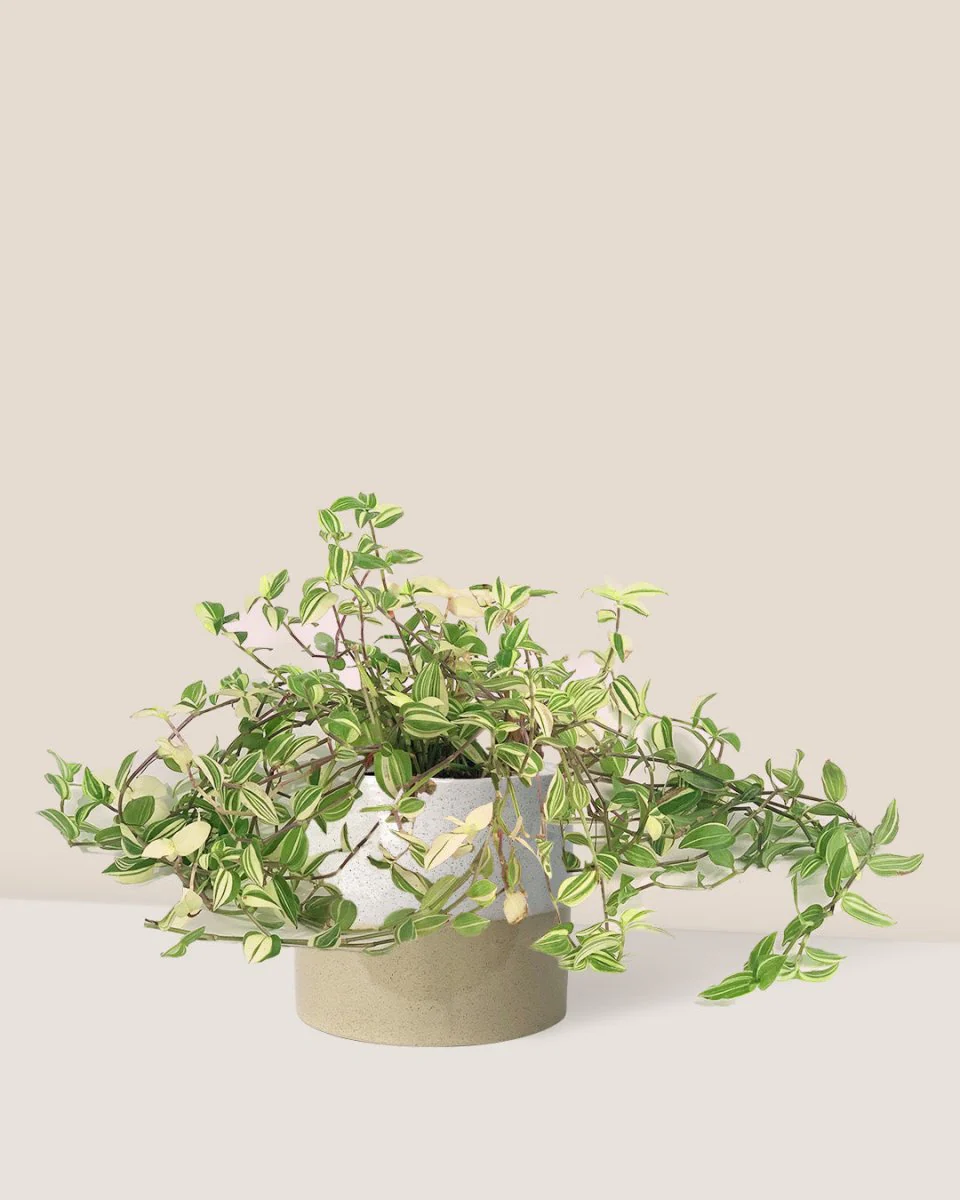Variegated Wandering Jew - Image 11