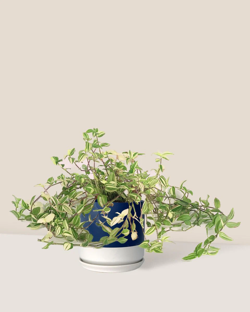 Variegated Wandering Jew - Image 12