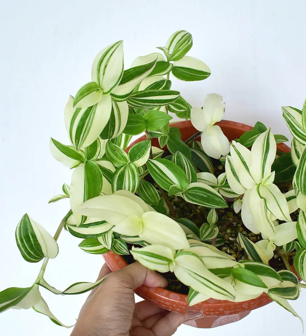 Variegated Wandering Jew - Image 13