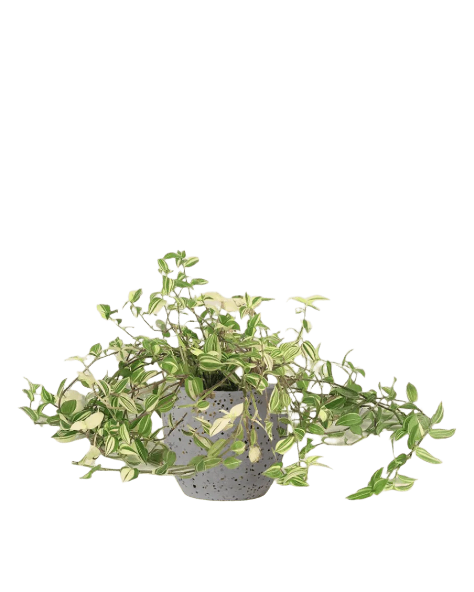 Variegated Wandering Jew - Image 14