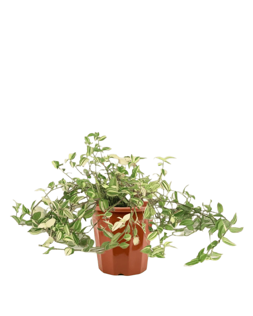 Variegated Wandering Jew - Image 15