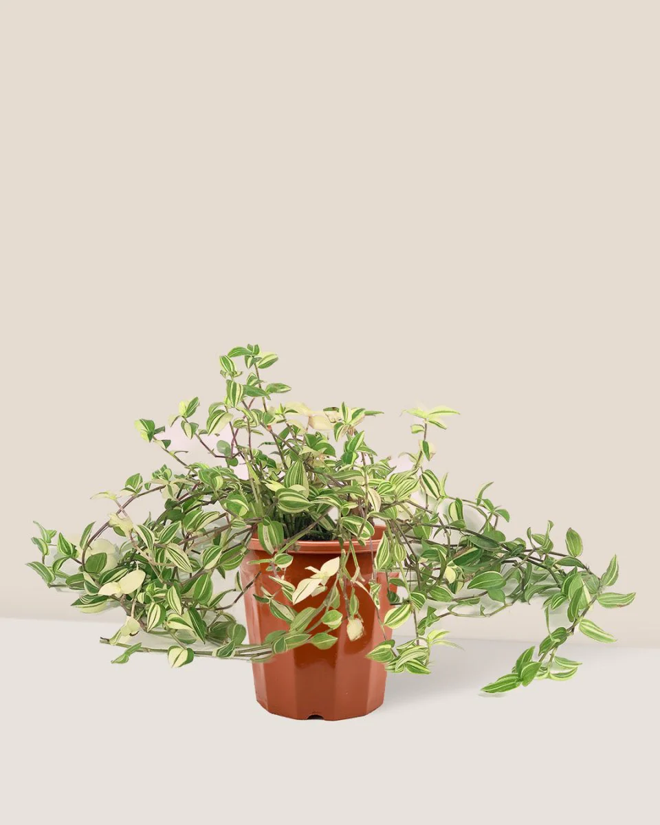 Variegated Wandering Jew - Image 16
