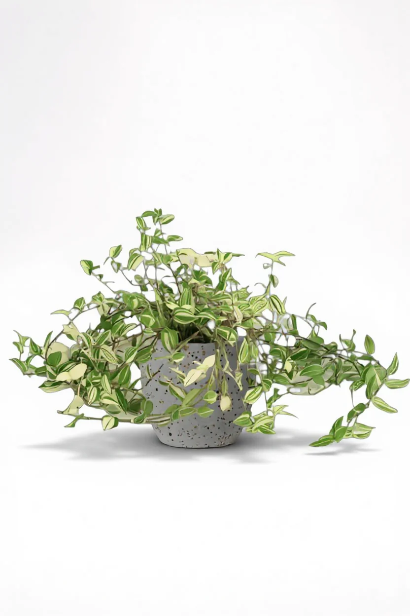 Variegated Wandering Jew - Image 6
