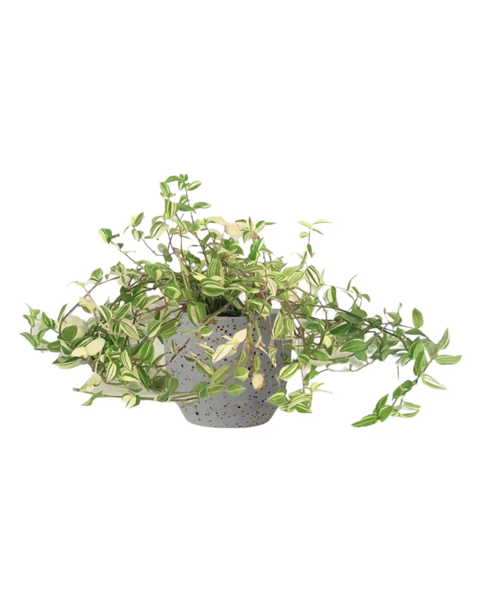 Variegated Wandering Jew - Image 8