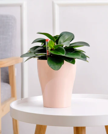 Viva HydroEase Pot - Small - Image 8