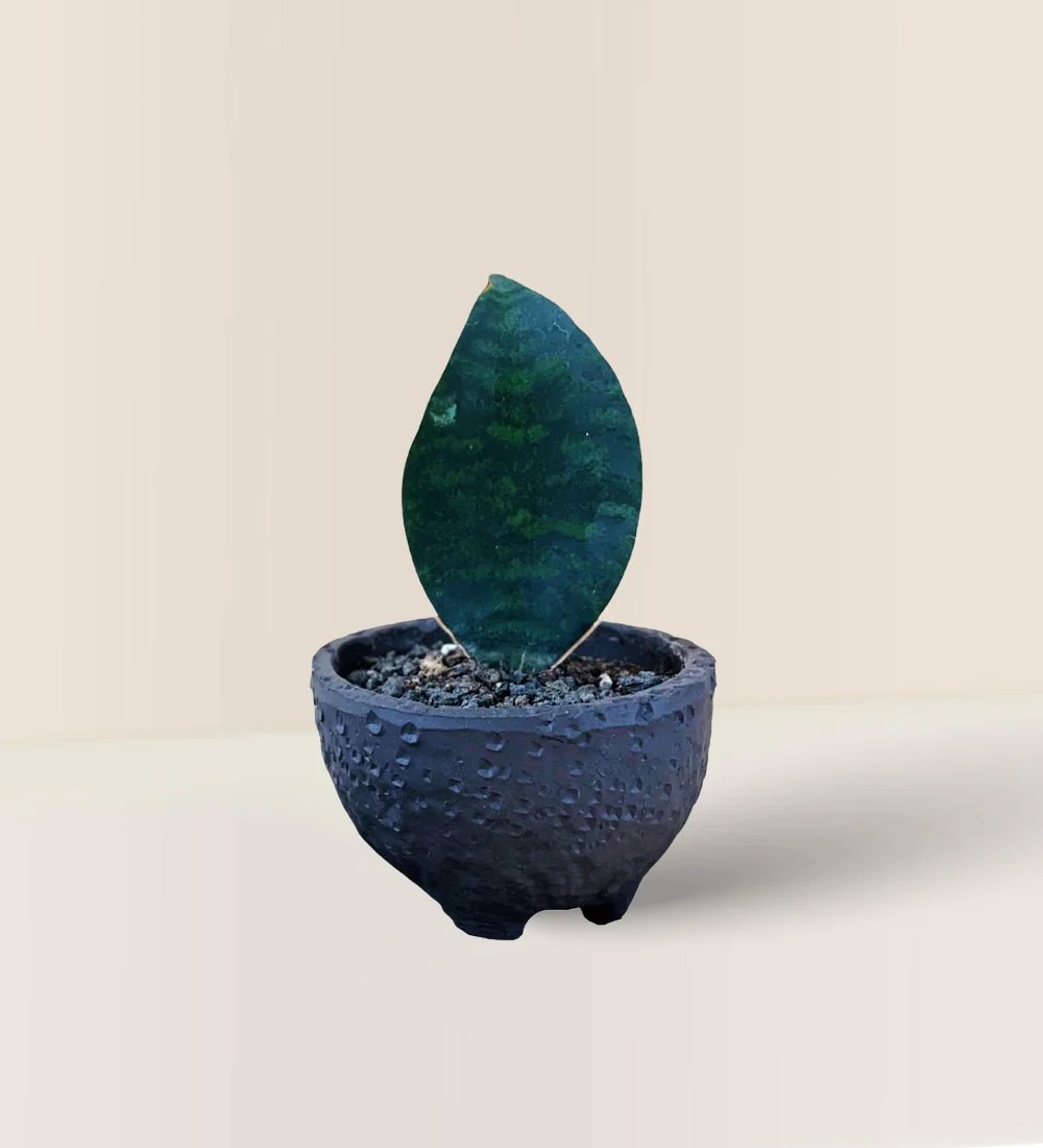Wabi Sabi Coal Planter - Image 2