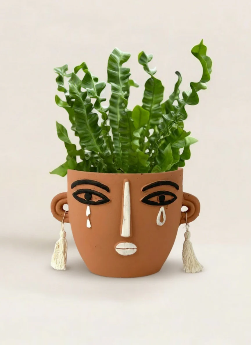 Wavy Bird Nest Fern - Image 5