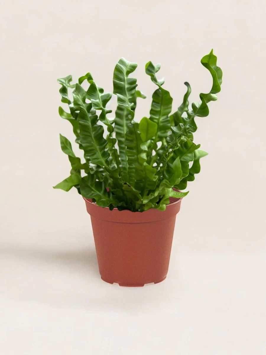 Wavy Bird Nest Fern - Image 7