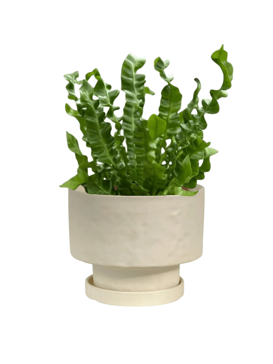 Wavy Bird Nest Fern - Image 8