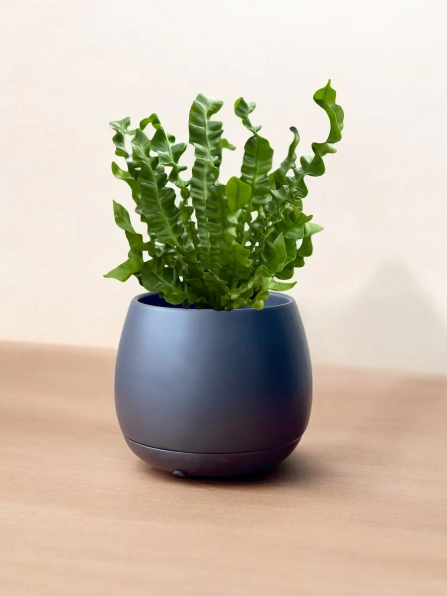 Wavy Bird Nest Fern - Image 9