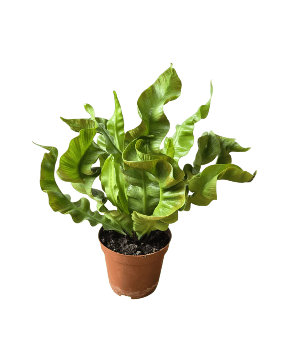 Wavy Bird Nest Fern Baby - Image 3