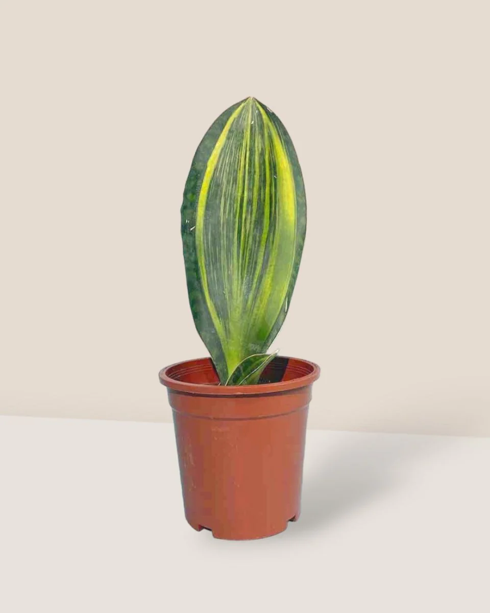 Little Whale Fin Variegated - Image 11