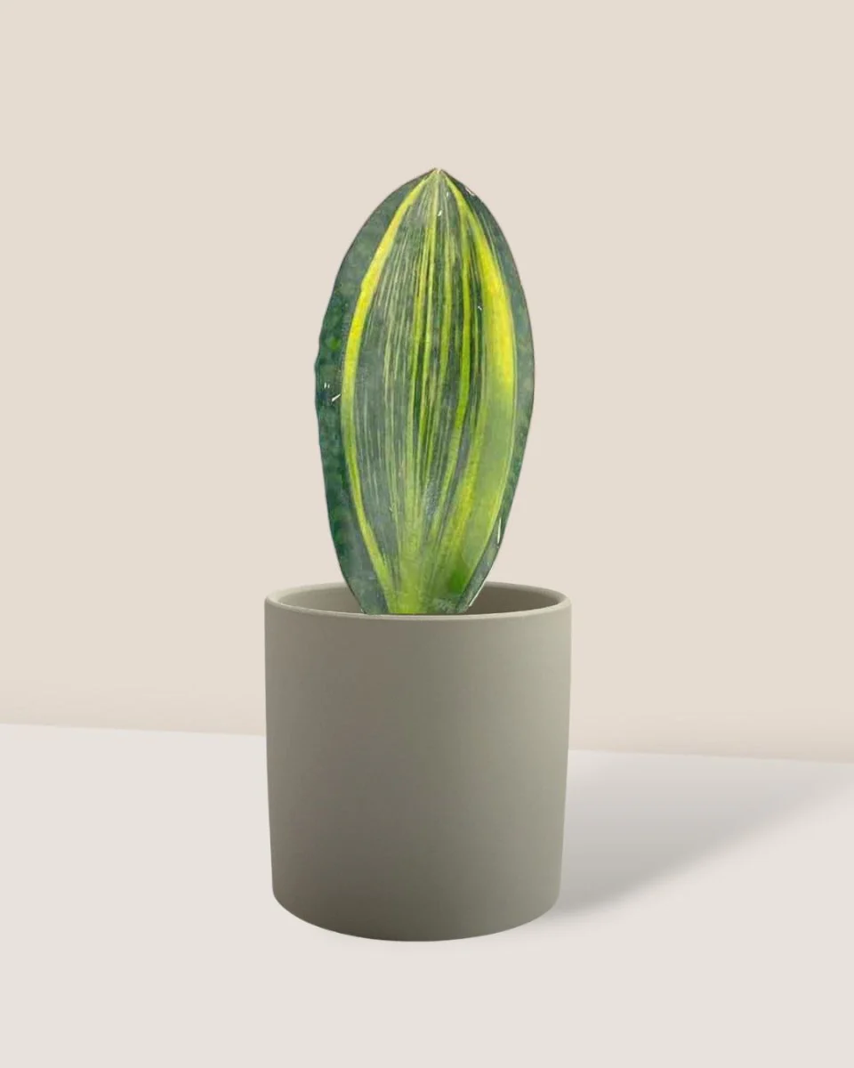 Little Whale Fin Variegated - Image 12