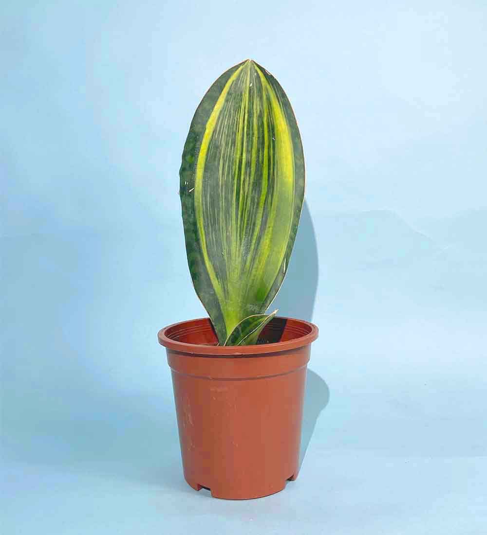 Little Whale Fin Variegated - Image 13