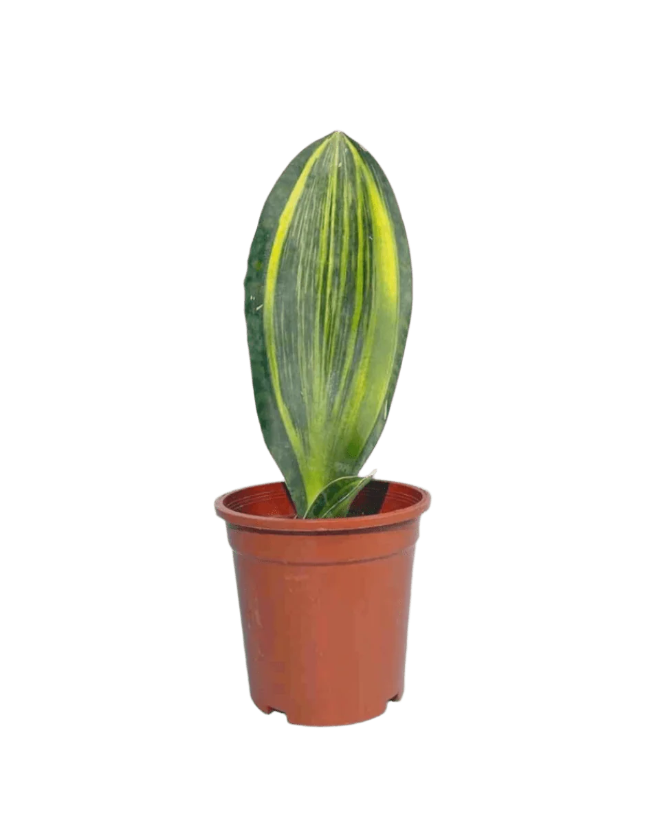 Little Whale Fin Variegated - Image 14