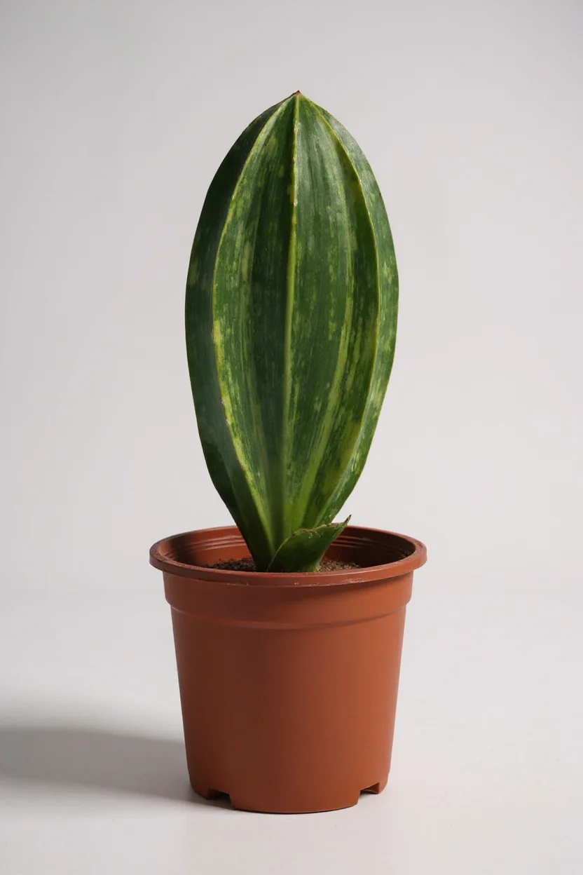 Little Whale Fin Variegated - Image 7