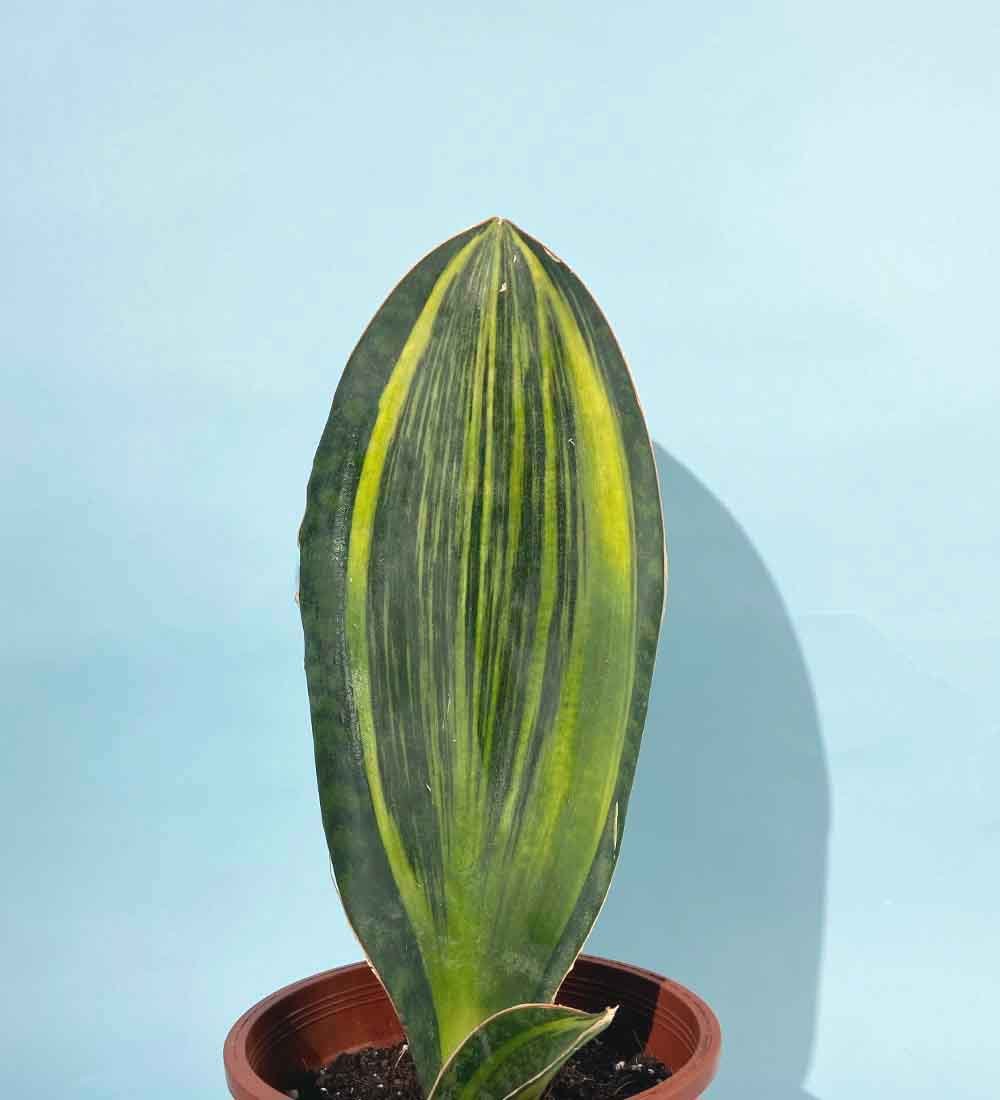 Little Whale Fin Variegated - Image 8
