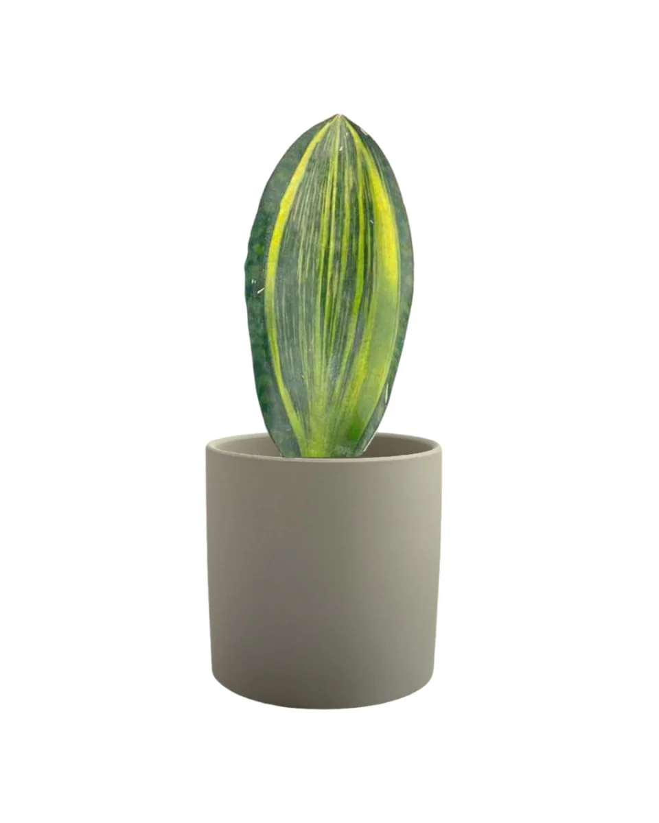 Little Whale Fin Variegated - Image 9