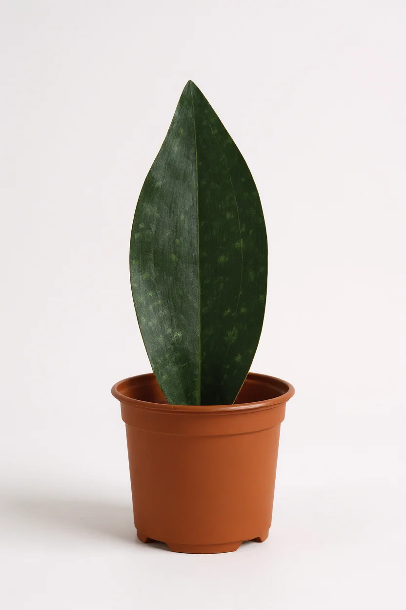 Whale Fin Snake Plant - Large - Image 3