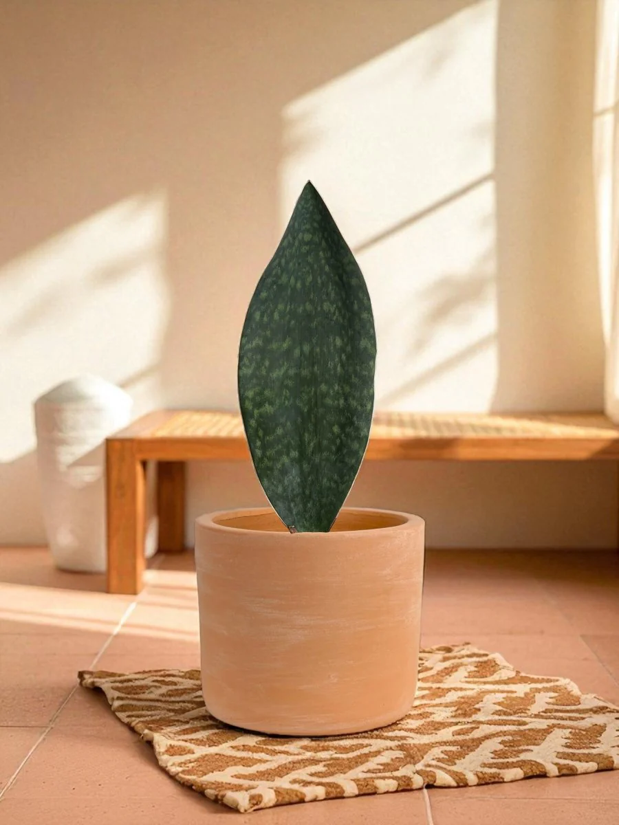 Whale Fin Snake Plant - Large - Image 4