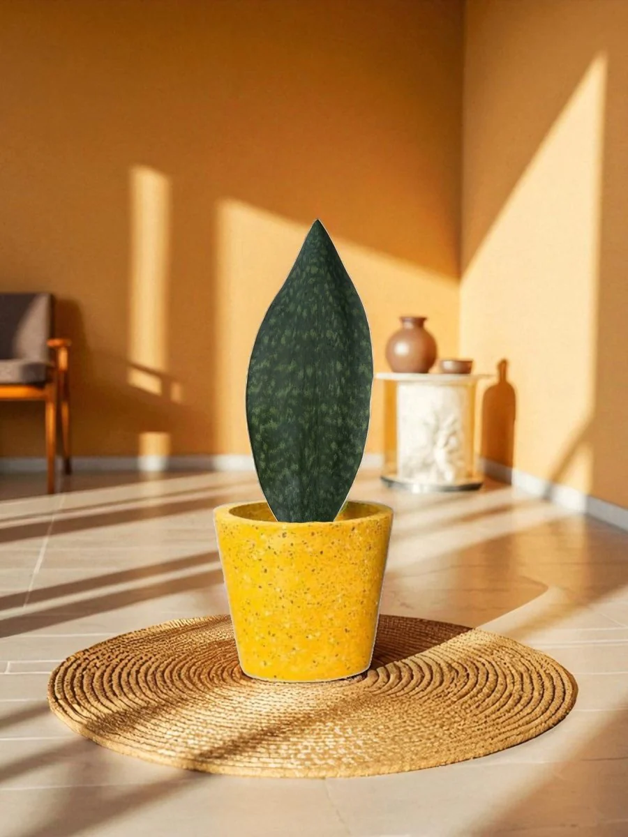 Whale Fin Snake Plant - Large - Image 5