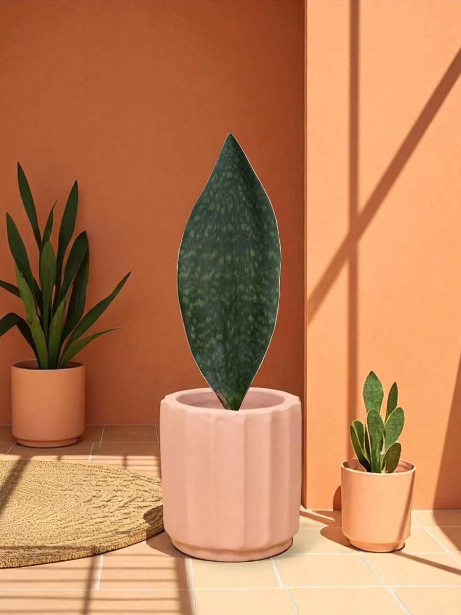 Whale Fin Snake Plant - Large - Image 6