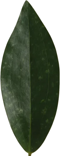 Whale Fin Snake Plant - Large - Image 7